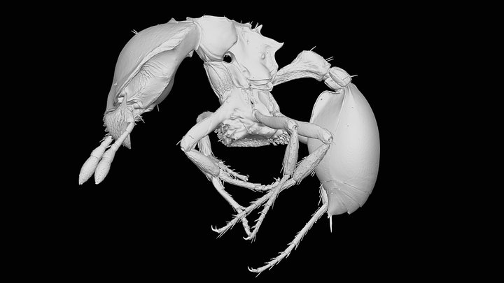 Ishakidris FHG01 3D Model