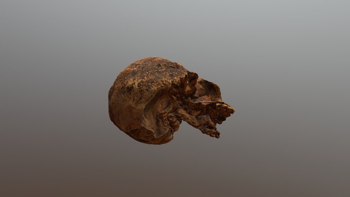 Steinheim 3D Model