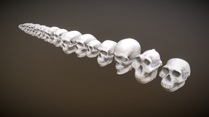 Hominin Skulls 3D Model
