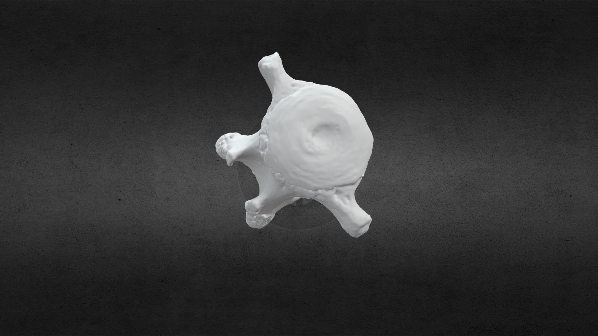 Loxodanta africana (elephant) Caudal Vert 8