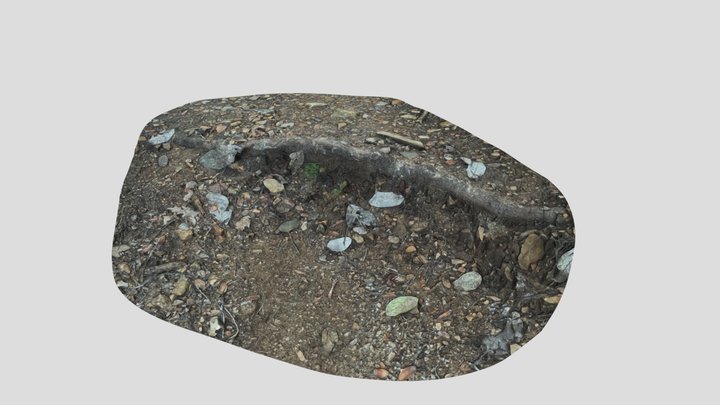 Photogrammetry Scan of a Pine Tree Root 3D Model