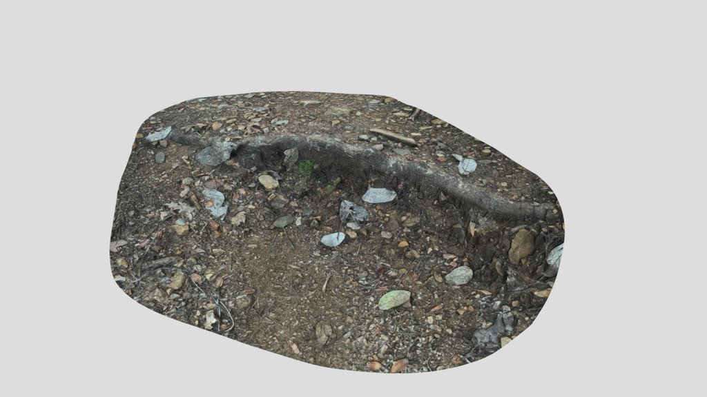 Photogrammetry Scan of a Pine Tree Root