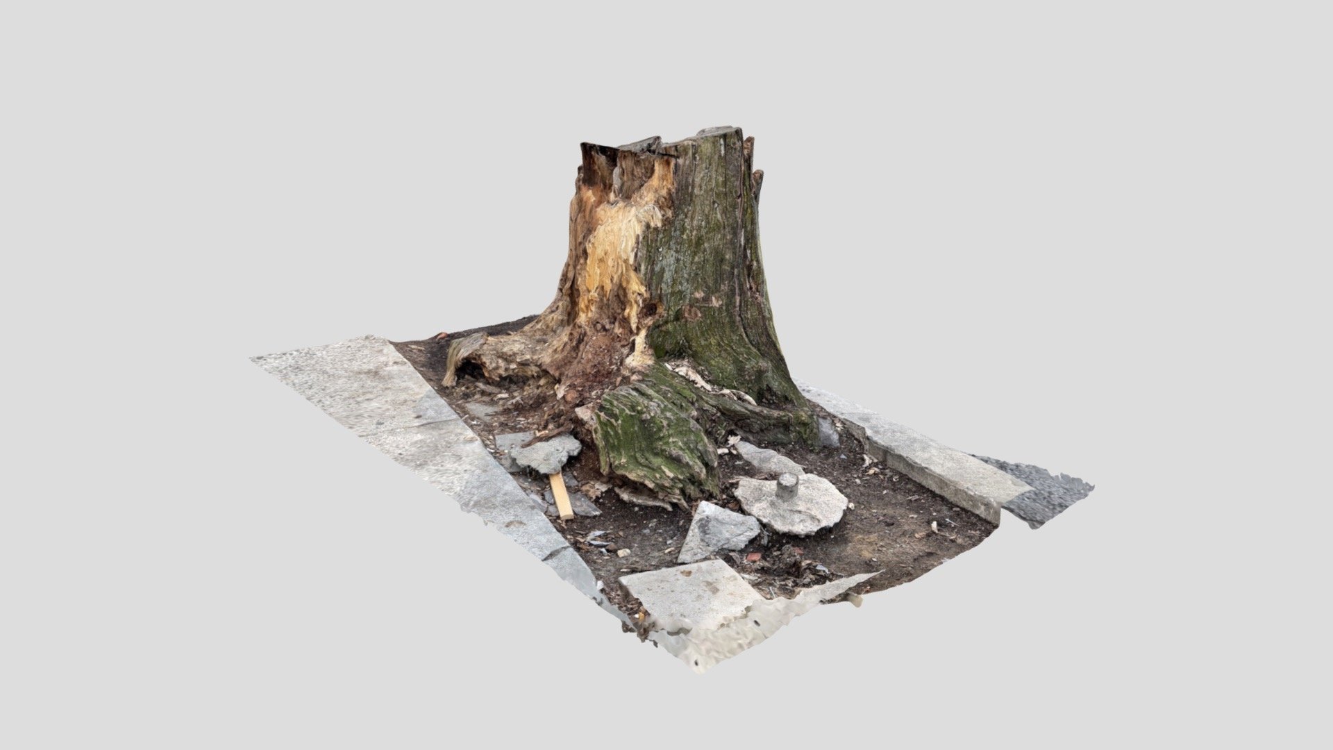 a beautiful tortuous rotten tree trunk (lidar)