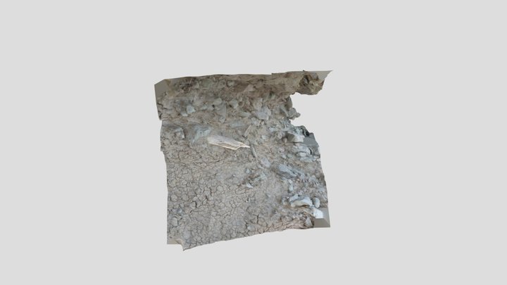 Fossil 3D Model