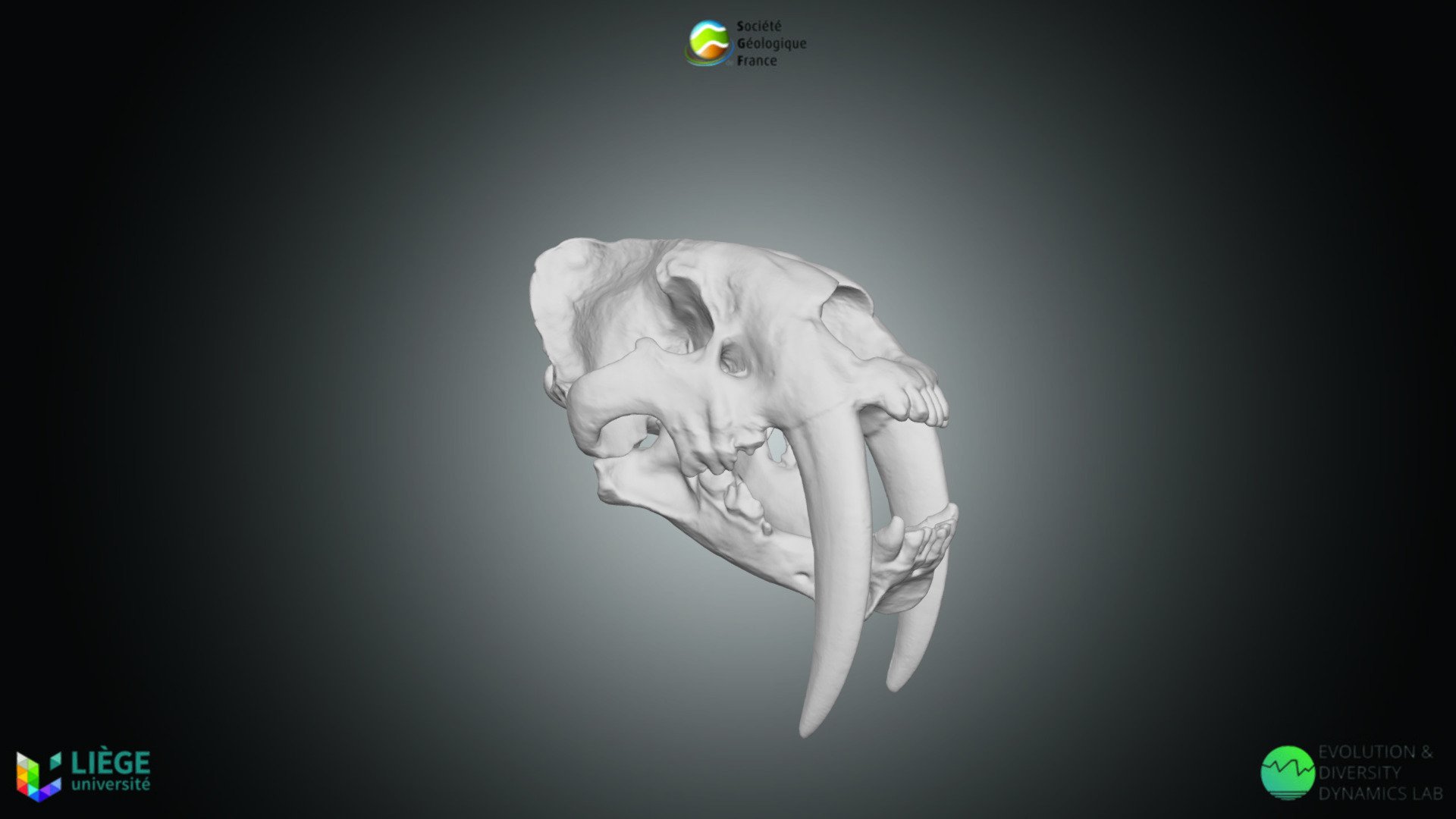 Mammifère - Smilodon fatalis