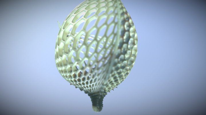 Horned Diatom 3D Model