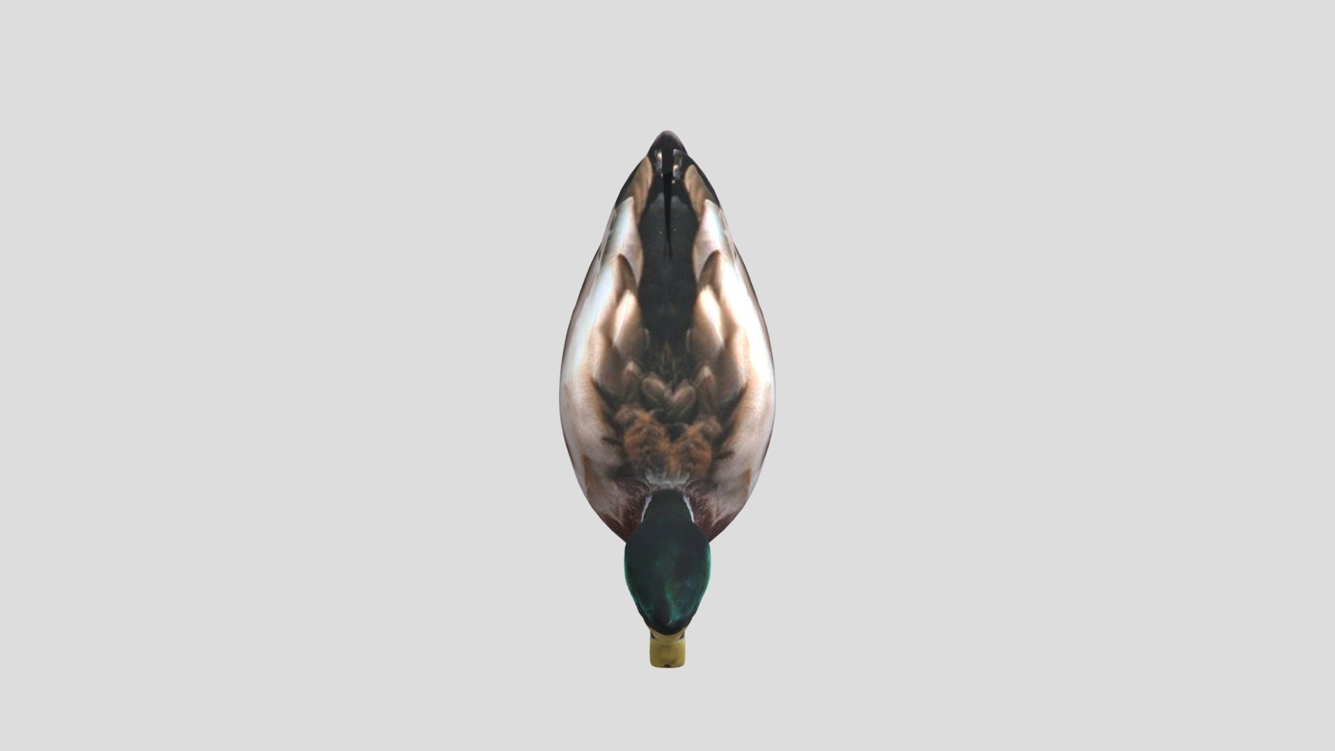 DTS4.2_CUINDA_Y1_PHUGUN_E03_DUCK