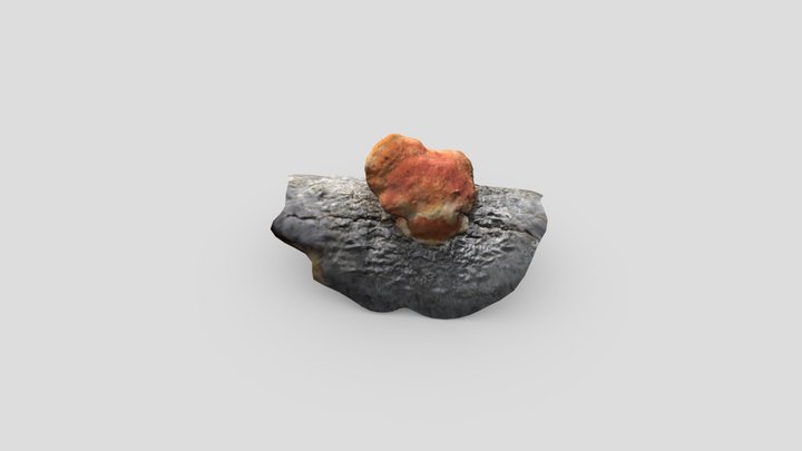 Shelf Fungus - Photogrammetry 3D Model
