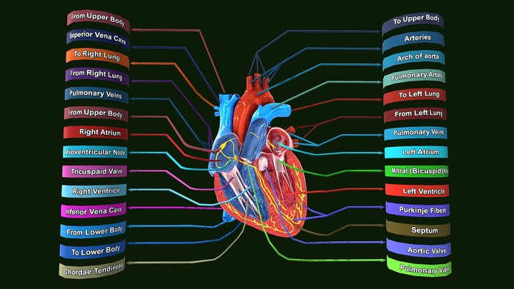 Human Heart Anatomy Labeled 3D Model