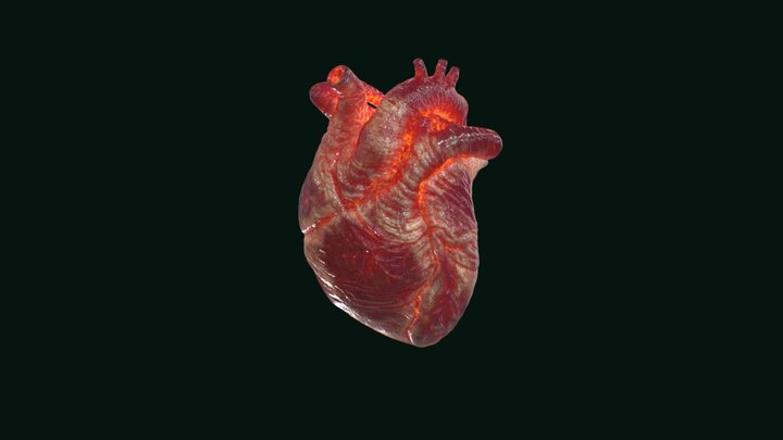 Stylized Human Heart 3D Model