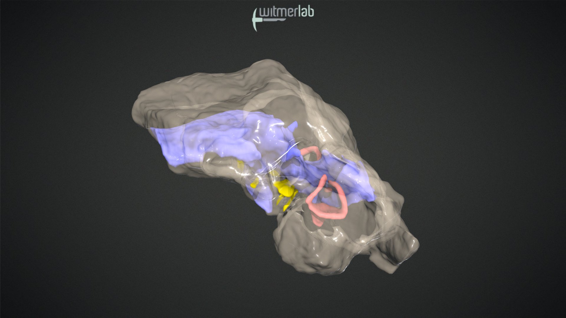 Desmatosuchus Sp. Cf. D. Smalli - UCMP 27407 - 3D Model By WitmerLab At ...