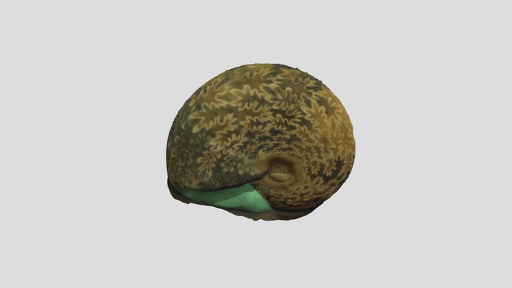 Ammonite（アンモナイト） 3D Model
