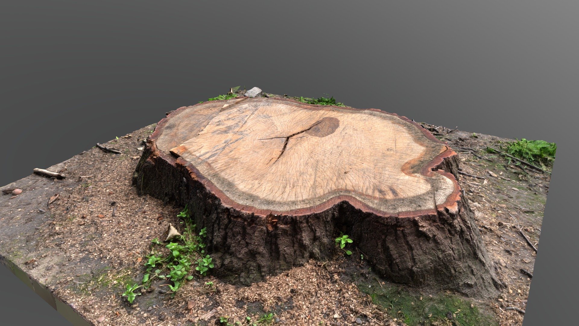 Cut beech tree stump