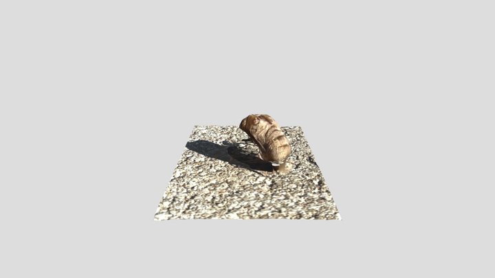 Cicada Shell 3D Model