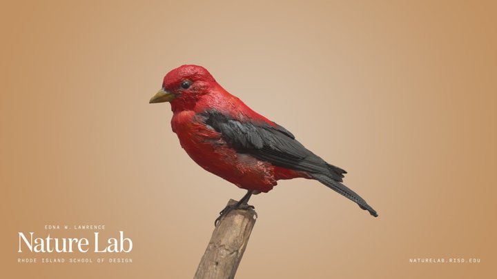 Scarlet Tanager