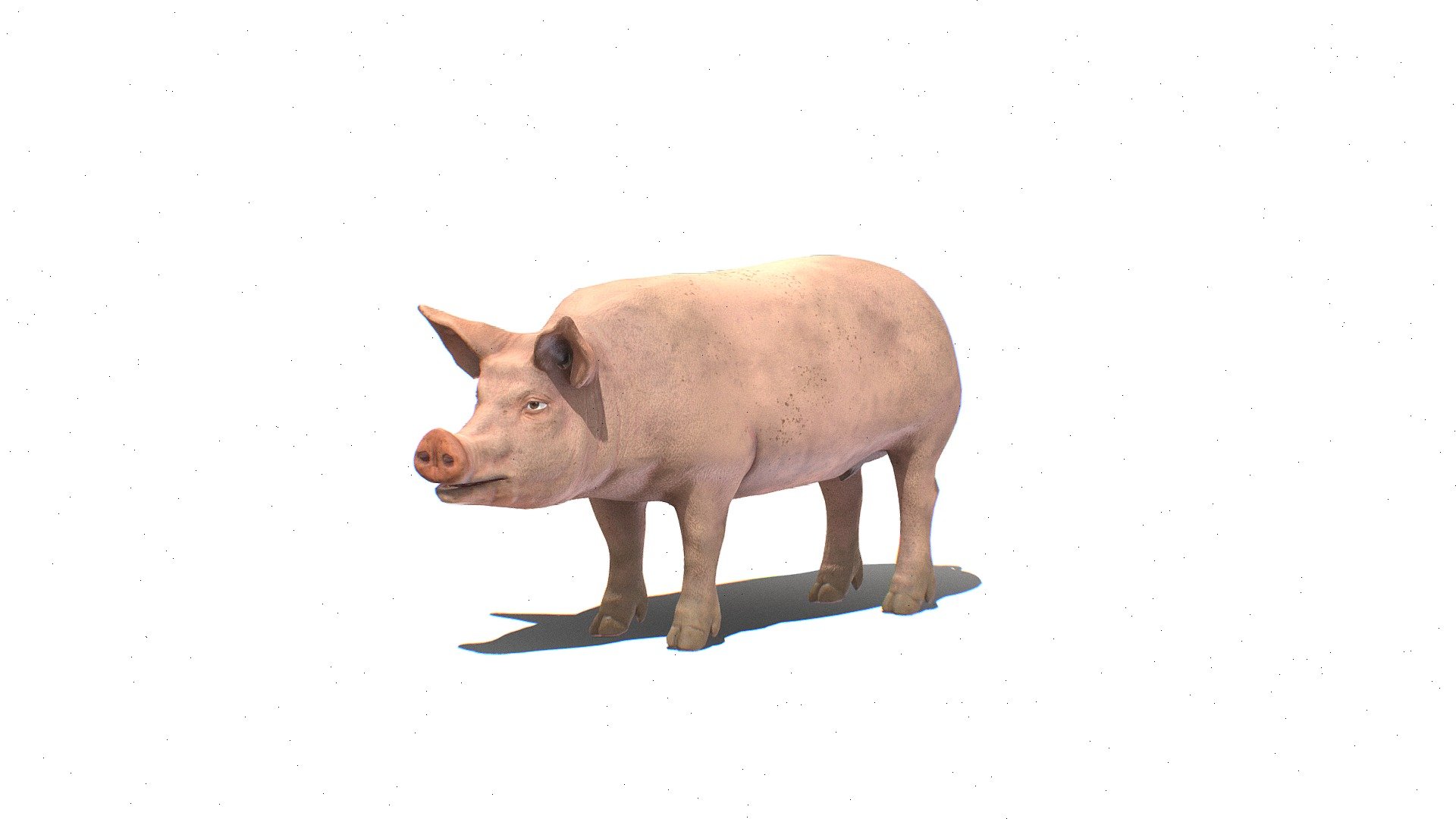 Pig Male Animated - 3D model by Kasit Studio (@kasit) [1b88701] - Sketchfab