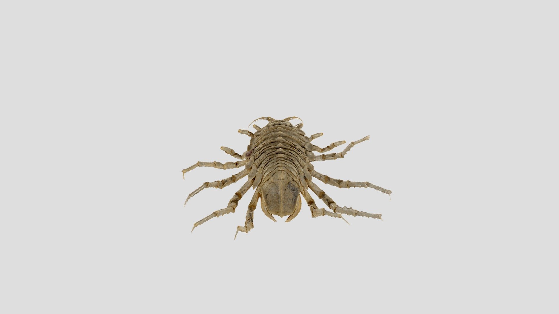Glyptonotus antarcticus — Sketchfab embed 3D viewer