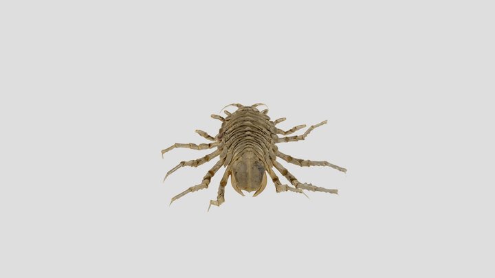 Glyptonotus antarcticus 3D Model