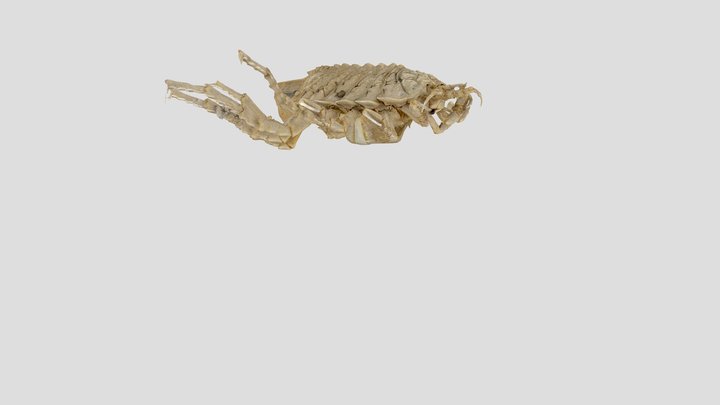 Glyptonotus antarcticus 3D Model