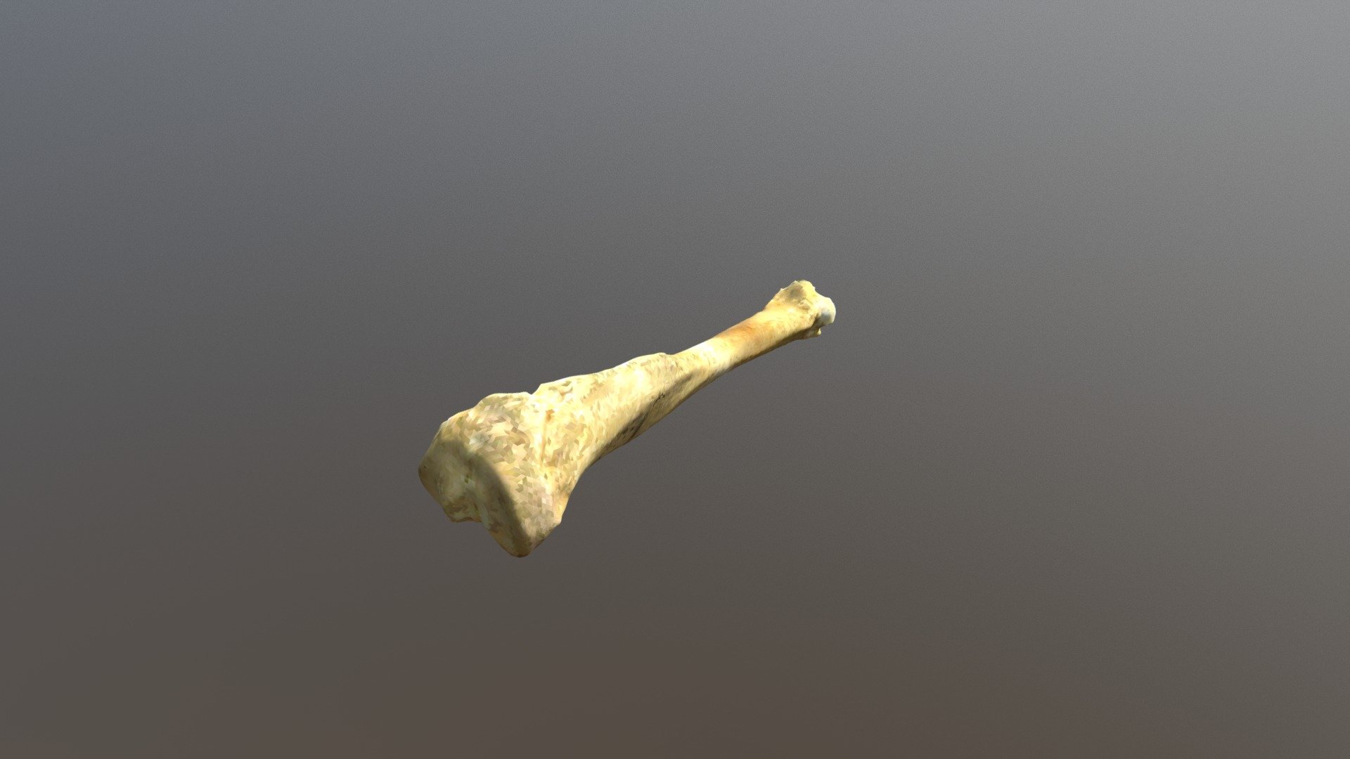 Guinea Pig left Tibia (VCU_3D_3421) - Download Free 3D model by Virtual ...