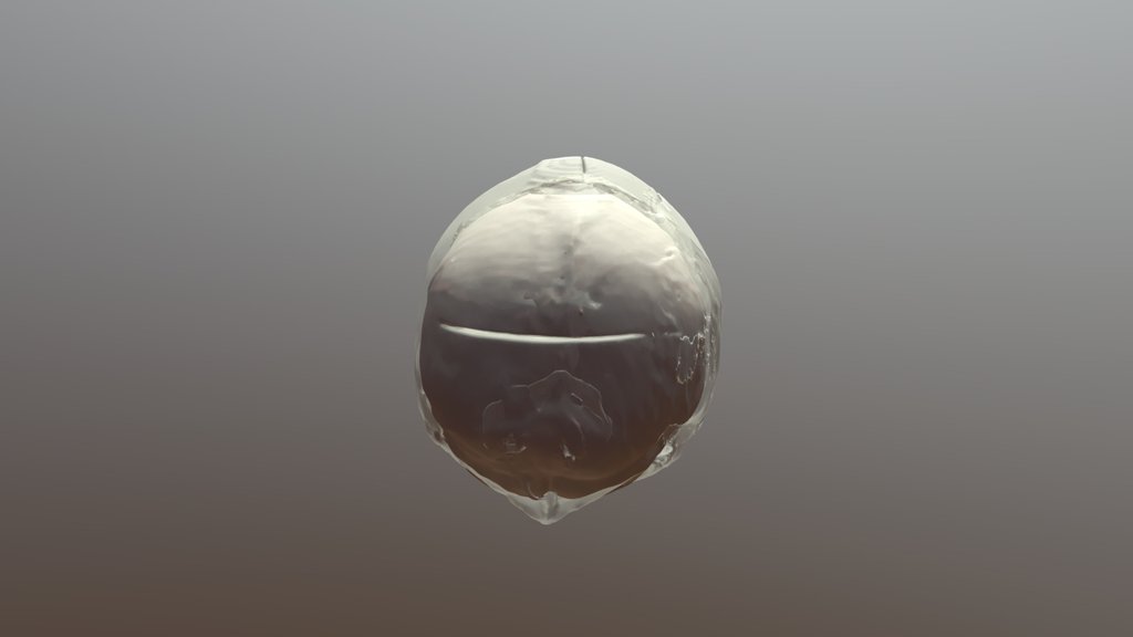 CEREBRUM - A 3D model collection by frt9621 - Sketchfab
