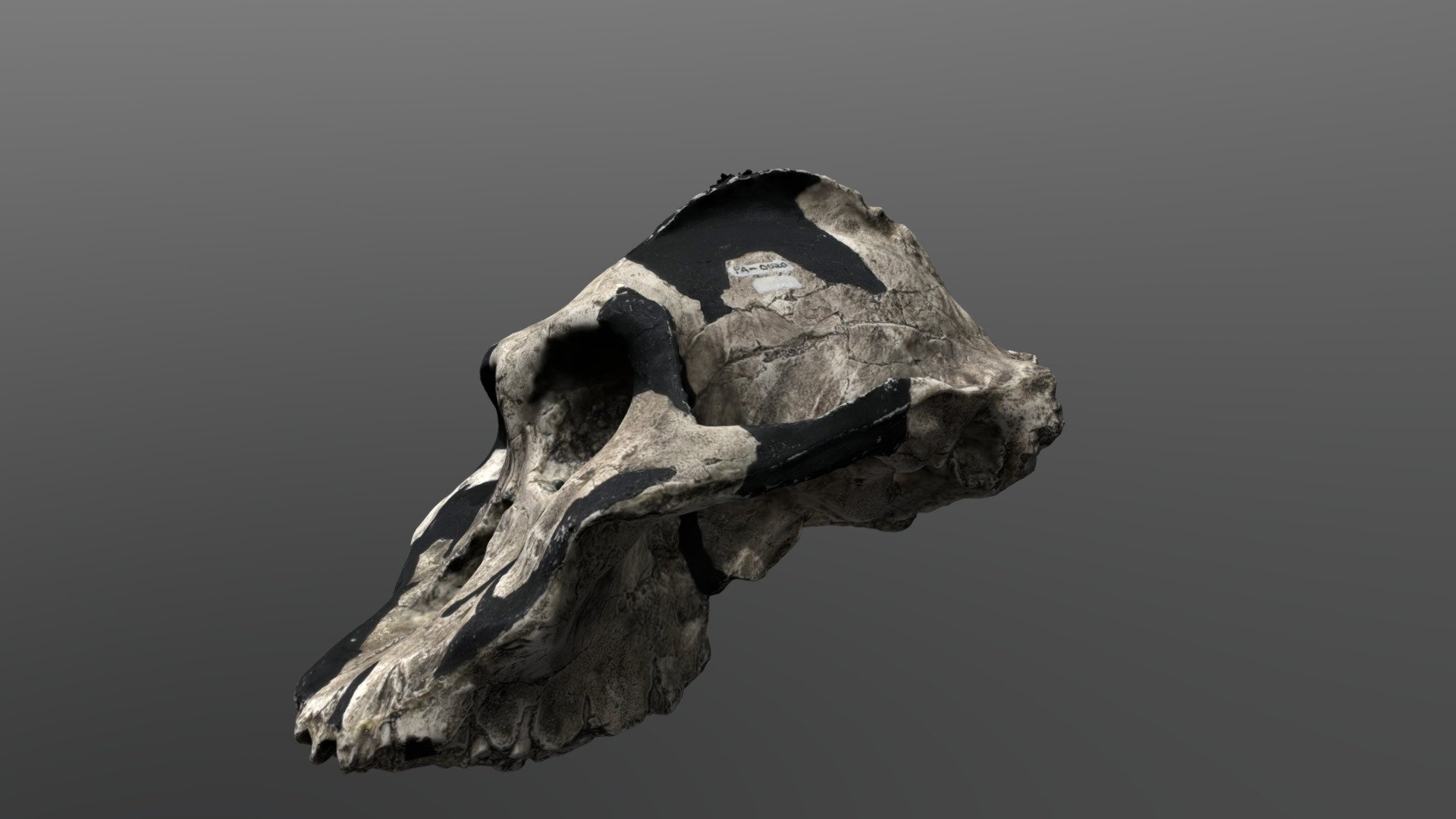 Paranthropus aethiopicus Cranium (KNM-WT 17000)