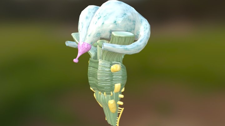 batang otak manusia 3D Model