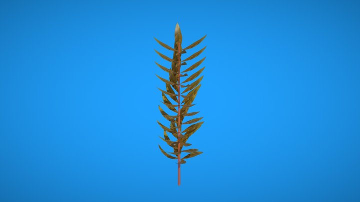 Hydrophilia Aquarium stem plant 3D Model
