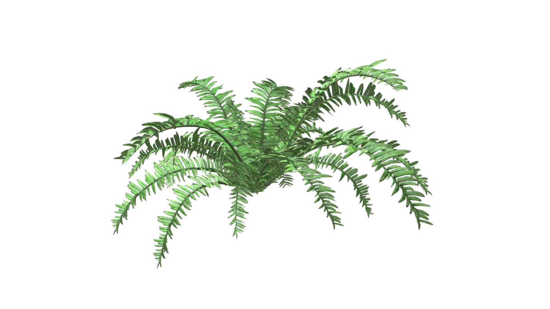 Boston Fern Plant #07 - Buy Royalty Free 3d Model By Meshshape [1b9605a 