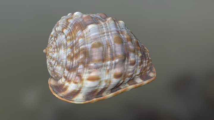 Seashell photoscan #3 3D Model
