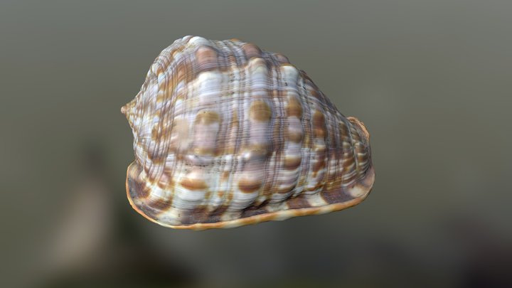 Seashell photoscan #3 3D Model