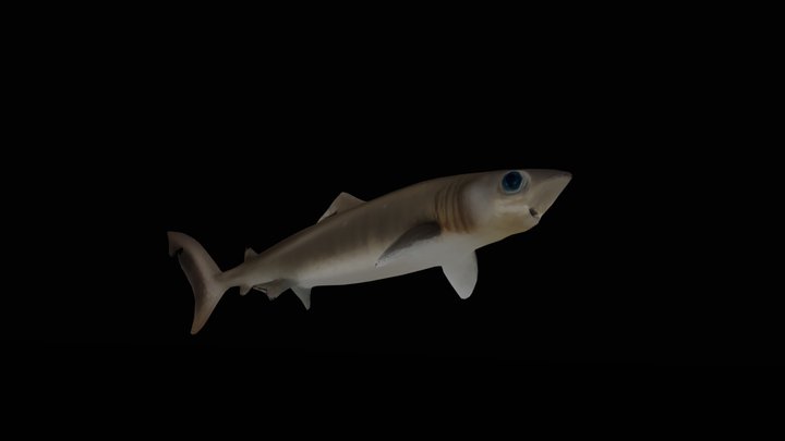 Crocodile Shark
