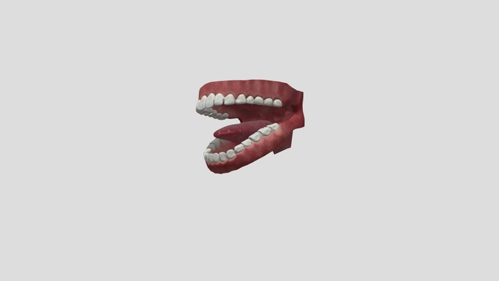 Jaw 3D Model