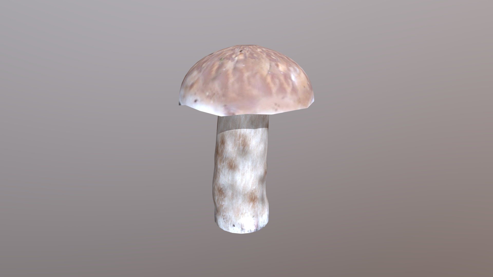 Boletus Mushroom