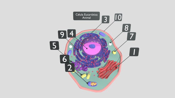 Célula Eucariótica Animal 3D Model