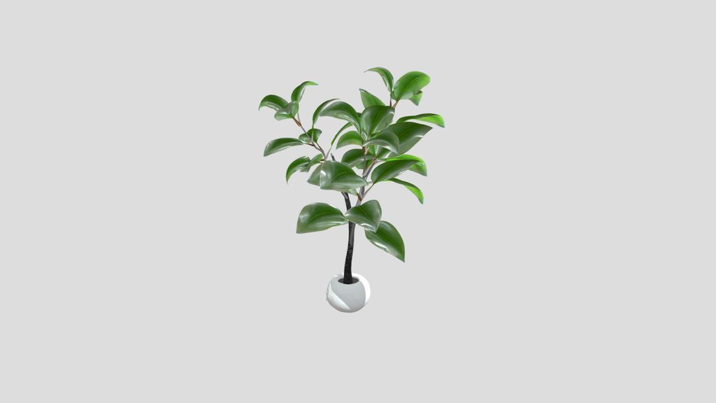 Ficus Elastica