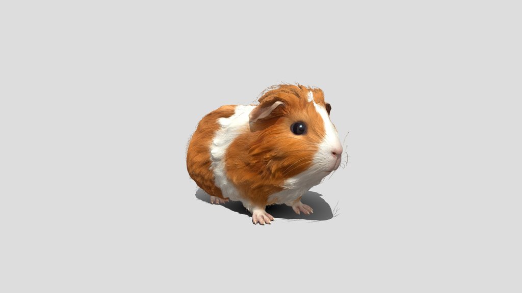 Ginger_the_ Guinea_ Pig_3d model free