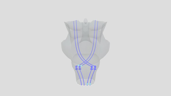 Decussatio lemniscorum 3D Model