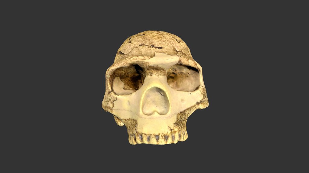 Homo sapiens Skhul 5 (2501.1rp37-1)