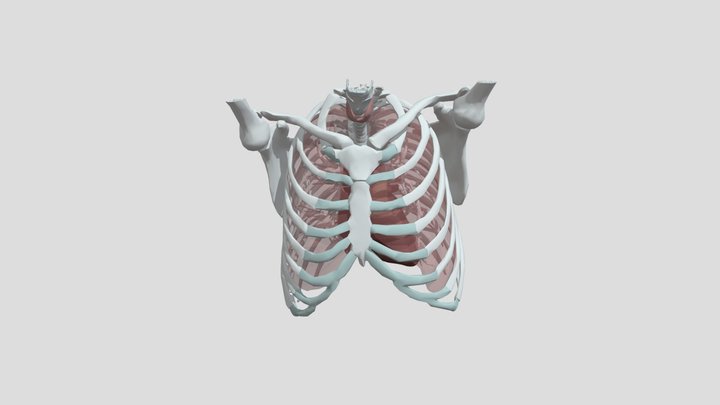 3d thorax model 3D Model