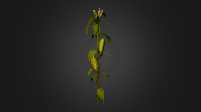Maizal 3D Model