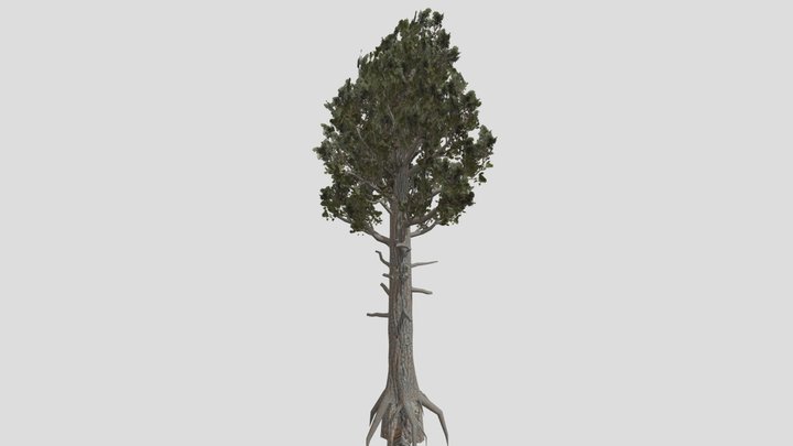 Pine tree – Modello 3D gratuito STL