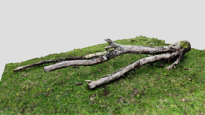 Photogrammetry Tree Branch 3D Model