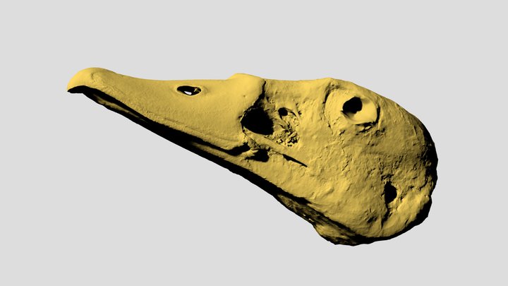 Test scan Egyptian goose skull 2026-03 1500k