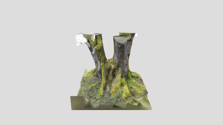 Tree #2 - Jericho Beach 3D Model