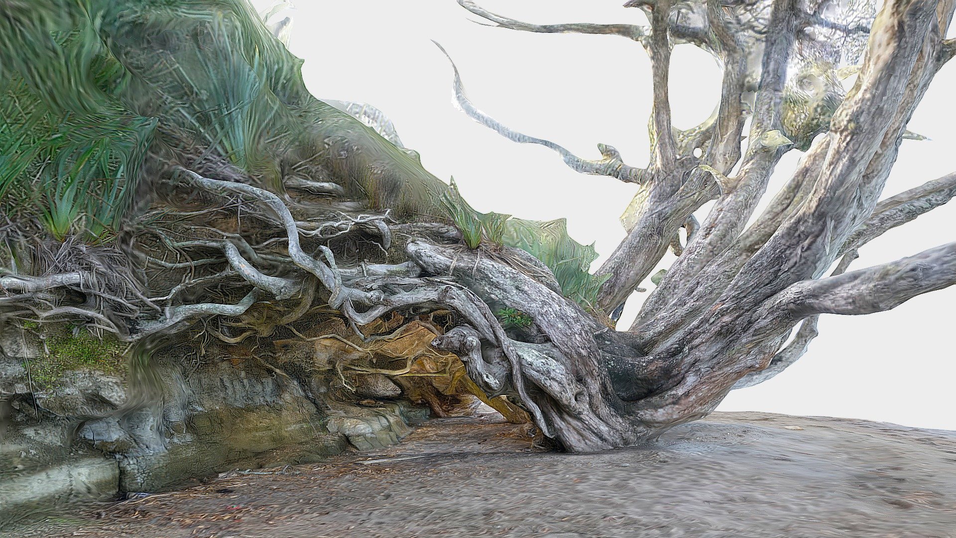 Pohutukawa tree 3