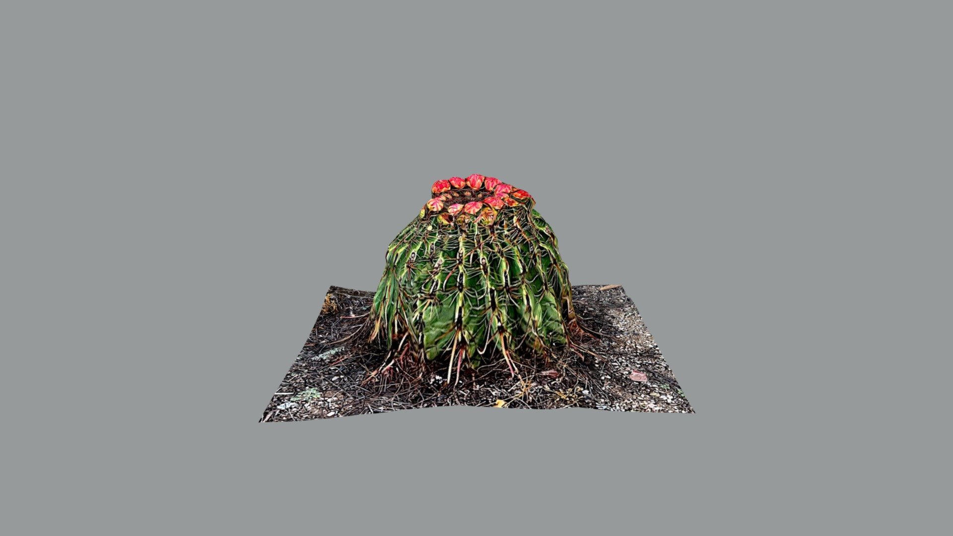 Barrel Cactus
