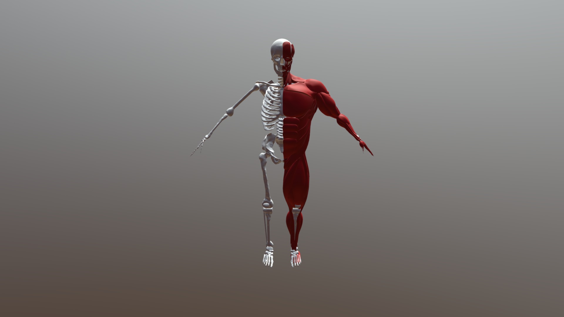 Skeletonfull - 3D model by Jason.Seto [1bb9ca4] - Sketchfab