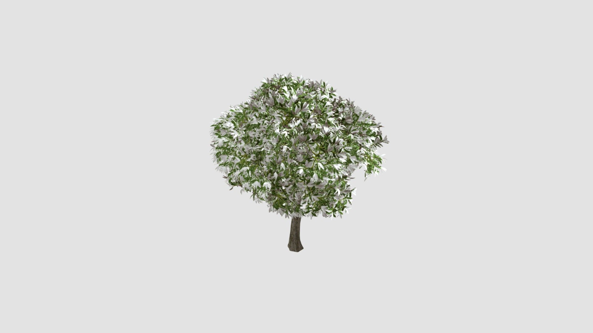 Plant for c4d - Buy Royalty Free 3D model by Evermotion [1bbba47 ...