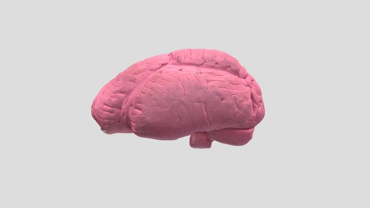 Brain 3D Model